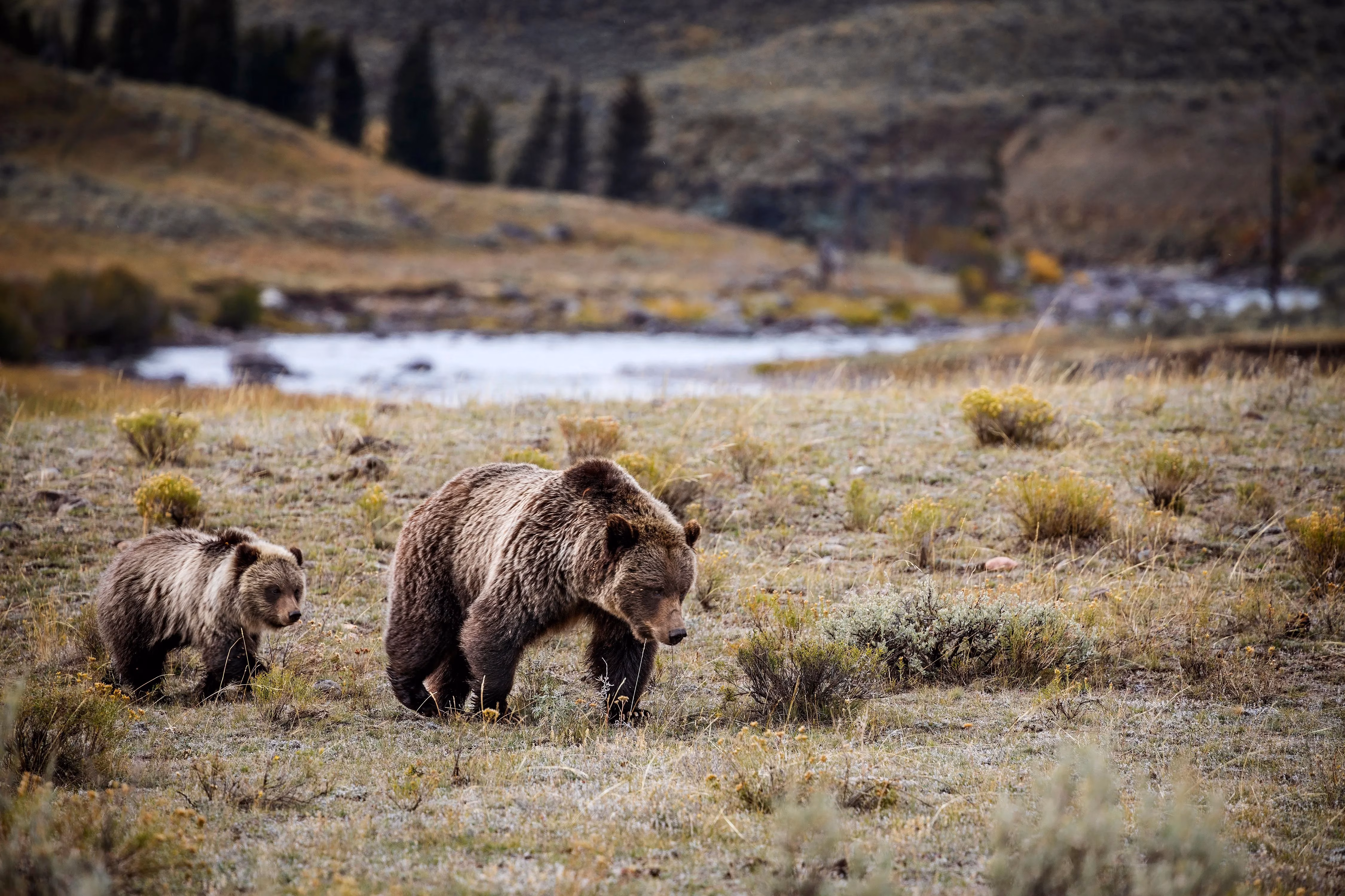 my-ultimate-2026-guide-to-staying-safe-around-bears-in-us-national-parks-image-1
