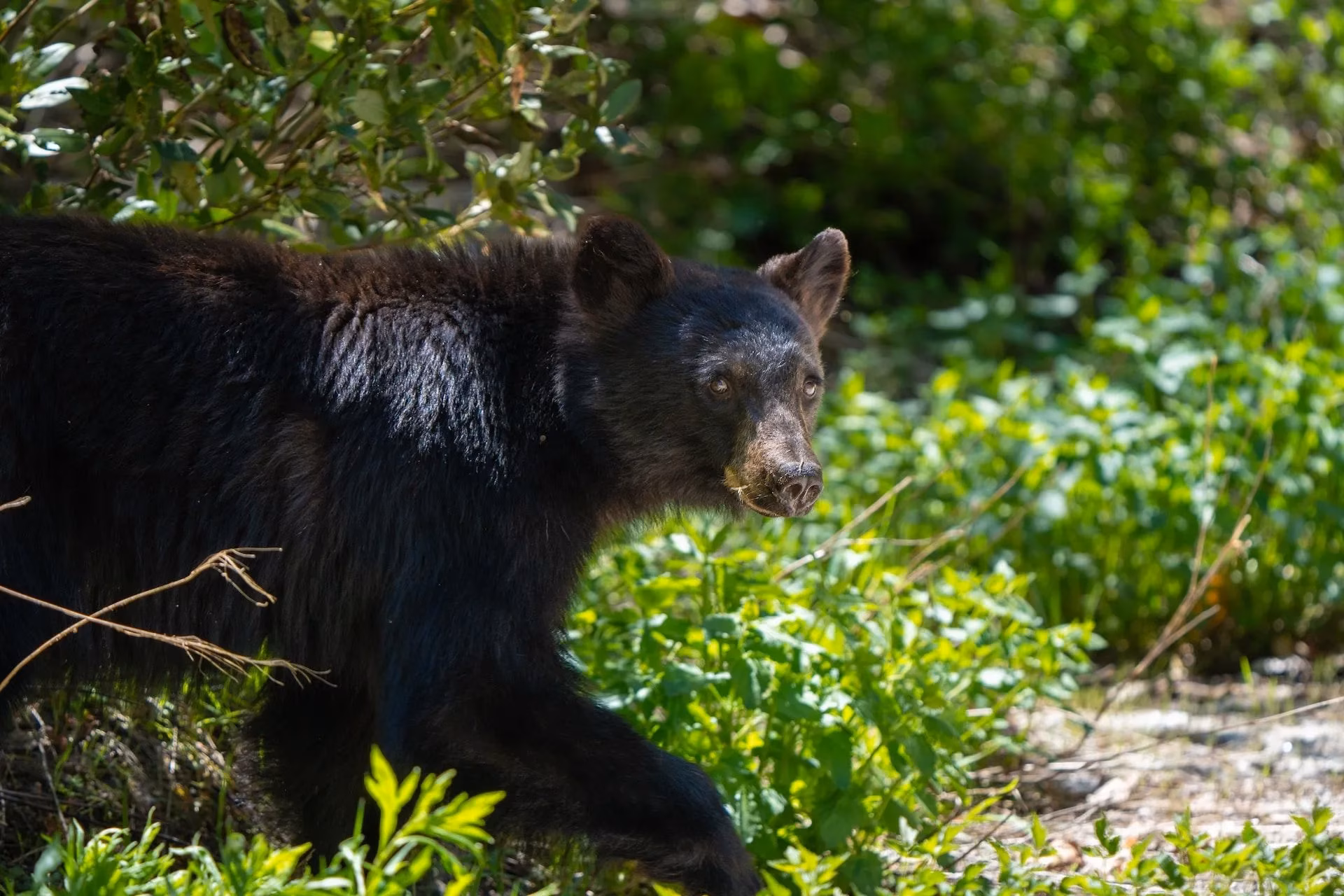 my-ultimate-2026-guide-to-staying-safe-around-bears-in-us-national-parks-image-0