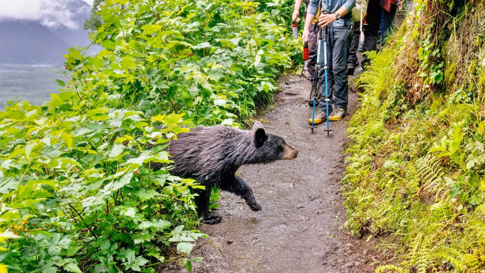 surviving-a-bear-encounter-what-not-to-do-in-2026-image-5